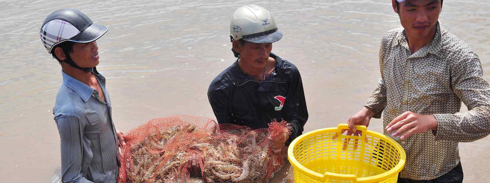 Shrimp fishing in Vietnam