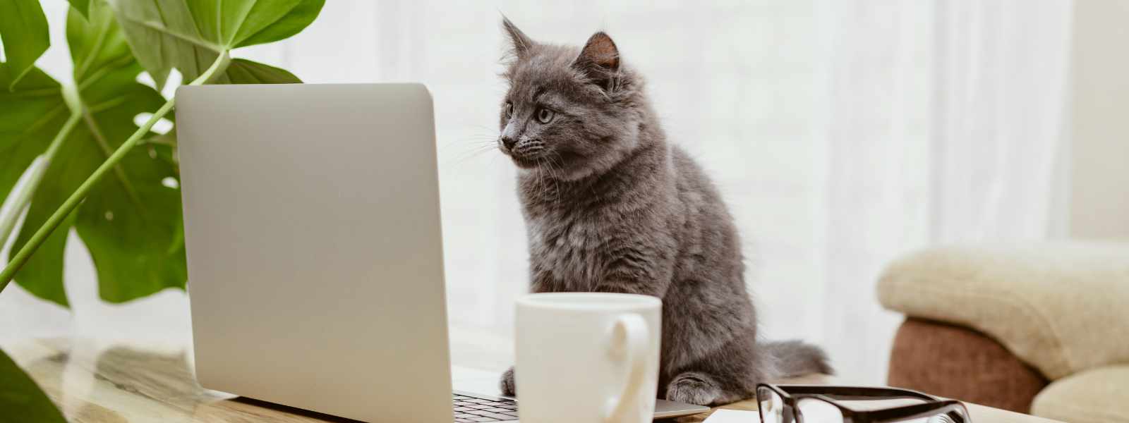 A cat at a laptop