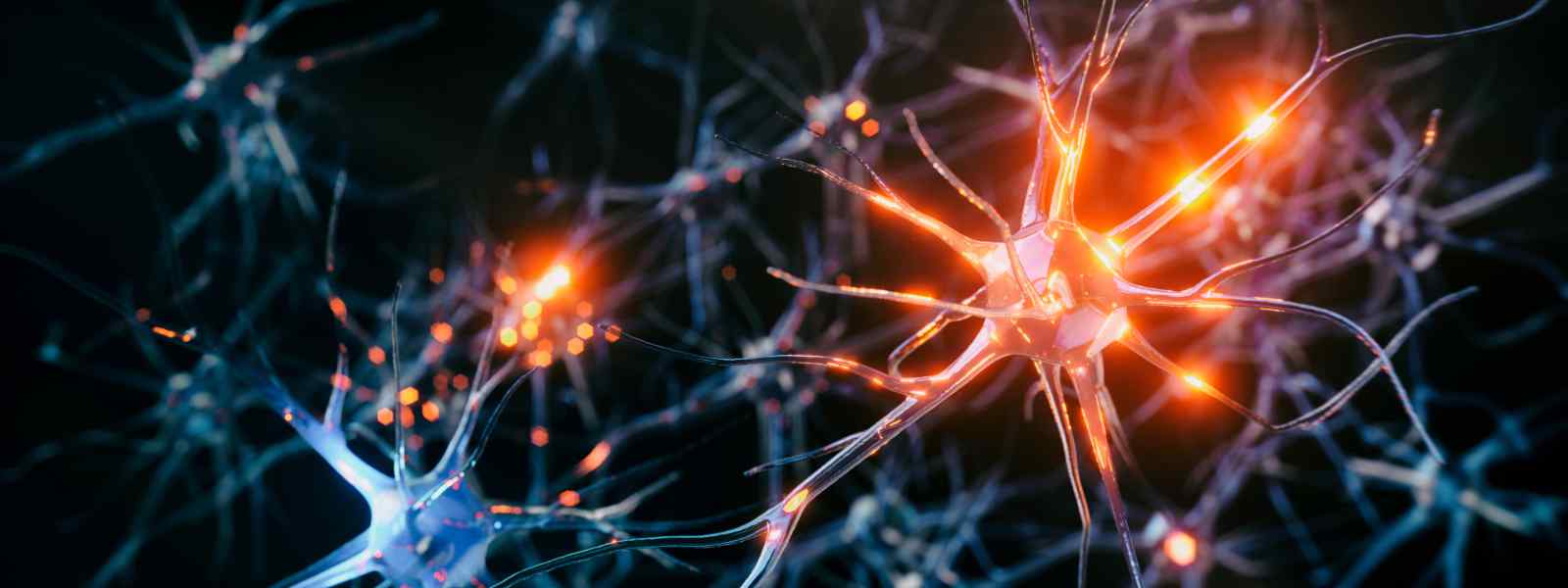 Neural circuits in the brain.